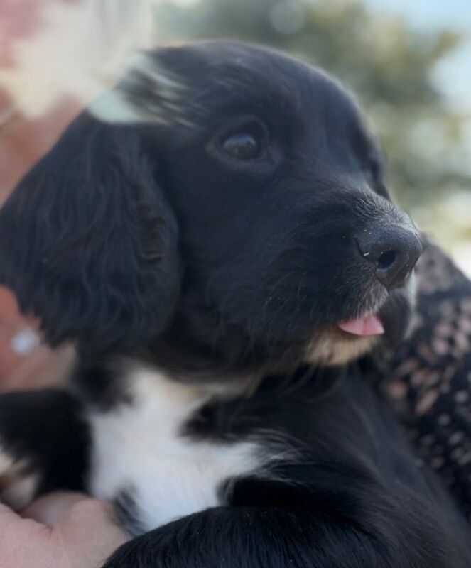 Beautiful sprocker puppies for sale