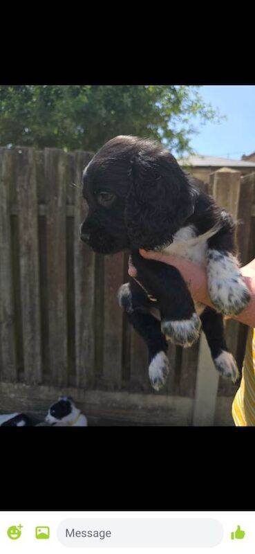 Beautiful sprocker puppys