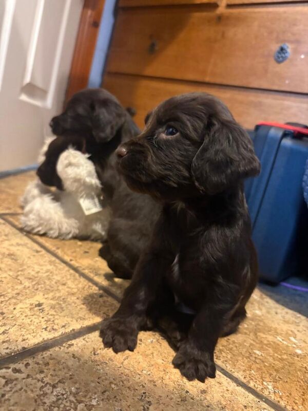 Beautiful Sprocker Spaniel Puppies Looking for Forever Homes
