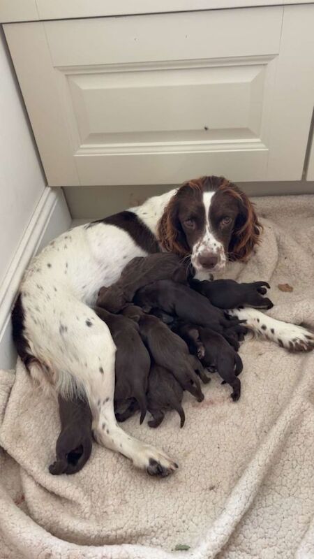 Beautiful Sprocker Spaniel Puppies Looking for Forever Homes - Image 2 of 4