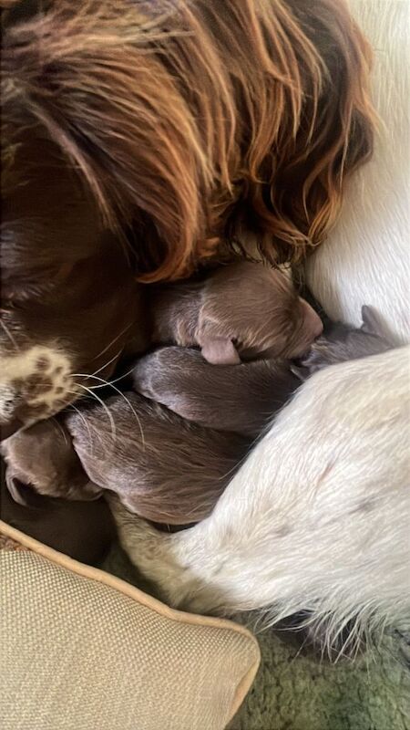 Beautiful Sprocker Spaniel Puppies Looking for Forever Homes - Image 3 of 4