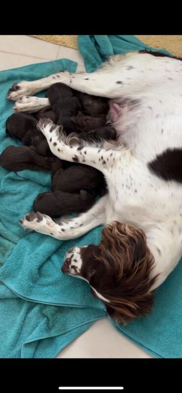 Beautiful Sprocker Spaniel Puppies Looking for Forever Homes - Image 4 of 4