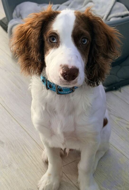 Beautiful Sprocker Spaniel Puppy