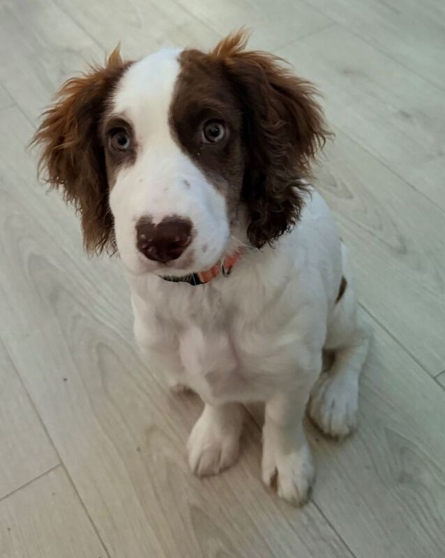 Beautiful Sprocker Spaniel Puppy - Image 2 of 3