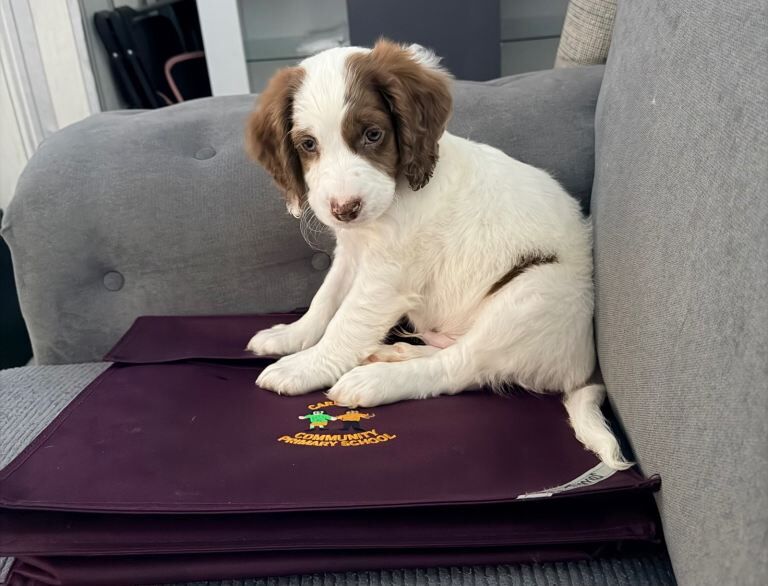Beautiful Sprocker Spaniel Puppy - Image 3 of 3