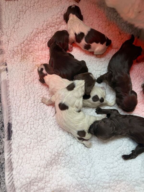 Beautiful Sprocker Spaniel pups 6 days old - Image 2 of 3
