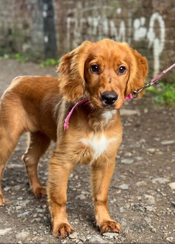 Cocker Spaniel puppies for sale in Westbury, Wiltshire – 4 months old