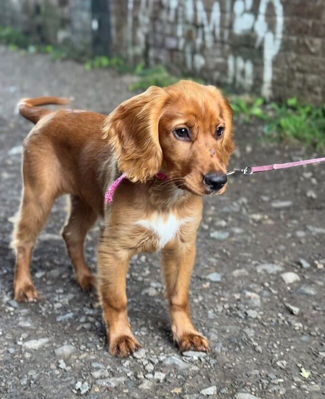Cocker Spaniel puppies for sale in Westbury, Wiltshire – 4 months old - Image 2 of 2