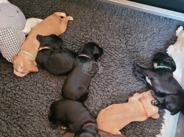 Cocker Spaniel puppies for sale in Monmouth Cap, Monmouthshire – 1 year old - Image 5 of 5