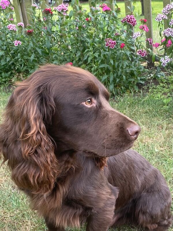 Beautiful working cocker spaniel Stud Dog