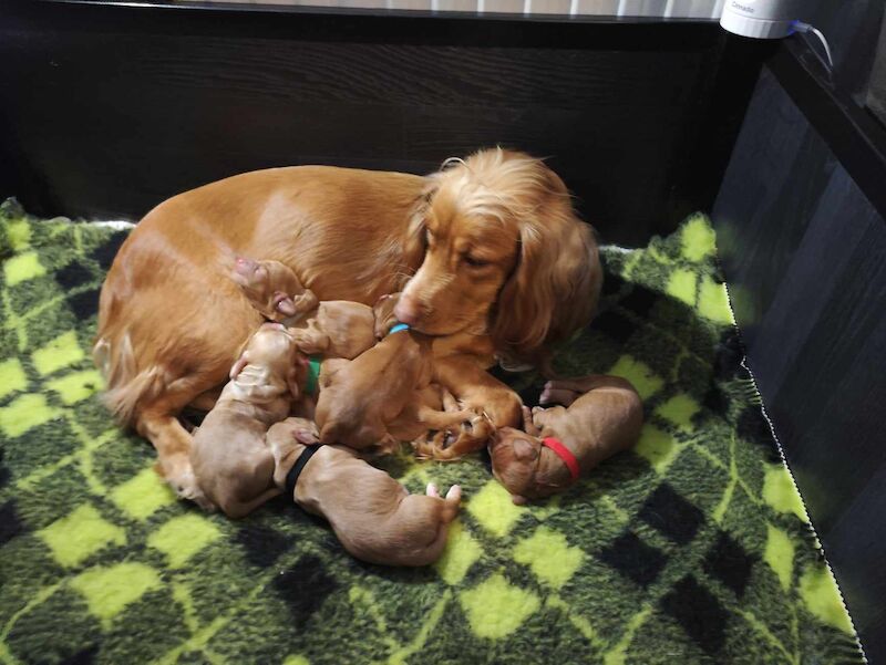 Cocker Spaniel puppies for sale in Durham, County Durham – KC registered, 1 year old - Image 2 of 8