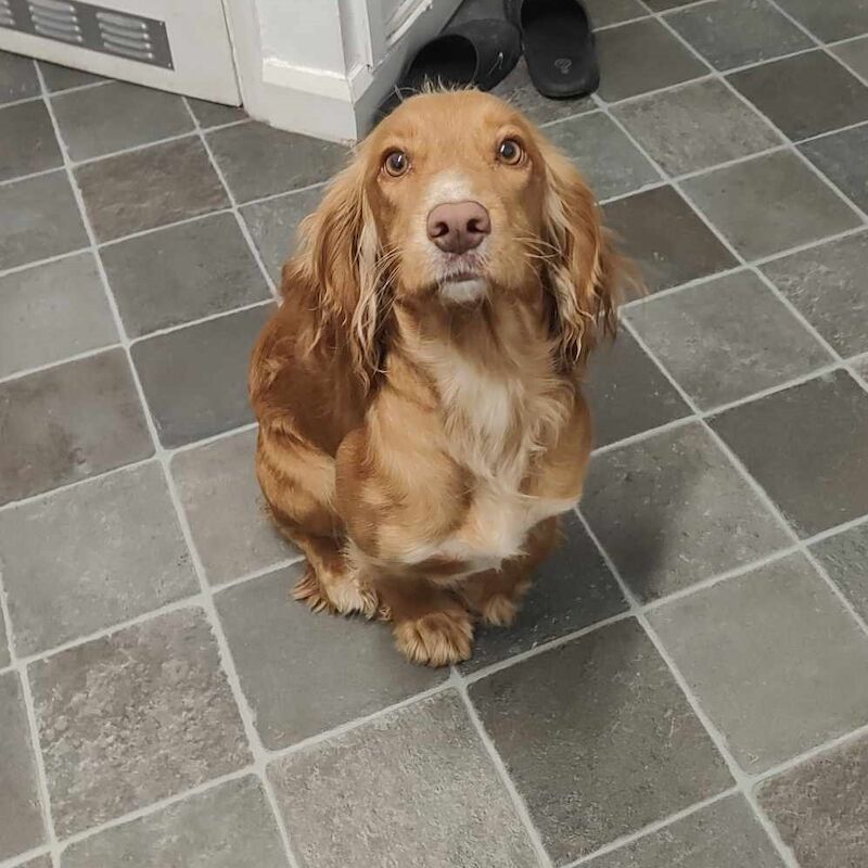 Beautiful Working Cocker Spaniels (DNA Health tested) for sale in Durham, County Durham | Image 3