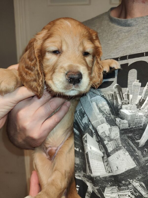 Cocker Spaniel puppies for sale in Durham, County Durham – KC registered, 1 year old - Image 6 of 8