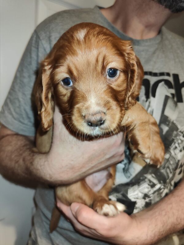 Cocker Spaniel puppies for sale in Durham, County Durham – KC registered, 1 year old - Image 7 of 8