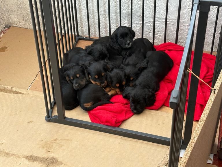 Cocker Spaniel puppies for sale in Girvan, Ayrshire and Arran – KC registered, 7 weeks old