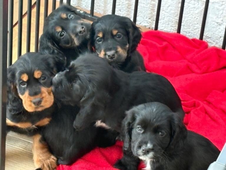 Cocker Spaniel puppies for sale in Girvan, Ayrshire and Arran – KC registered, 8 weeks old - Image 2 of 3
