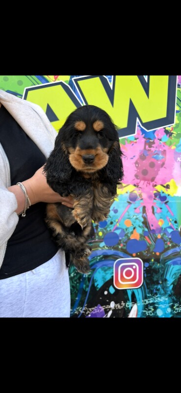 Cocker Spaniel Puppies For Sale