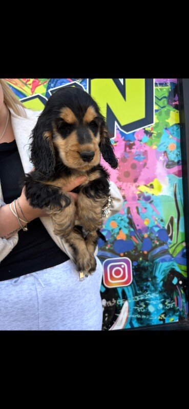 Black and Tan Cocker Spaniel Puppy - Image 2 of 3