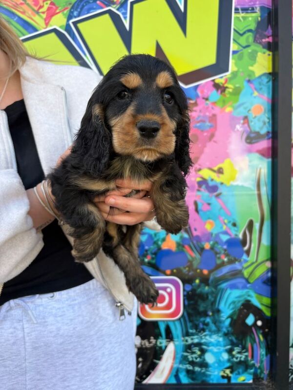 Black and Tan Cocker Spaniel Puppy - Image 3 of 3