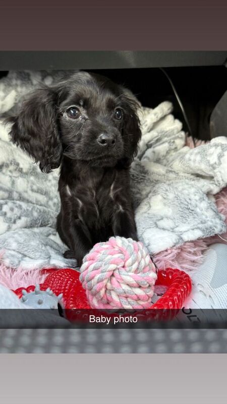 Black cocker spainel