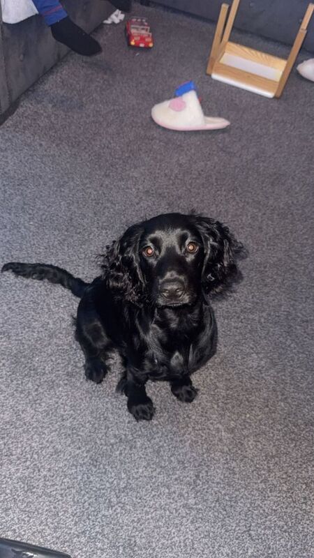 Black cocker spainel - Image 2 of 4