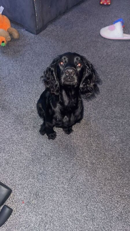 Black cocker spainel - Image 3 of 4