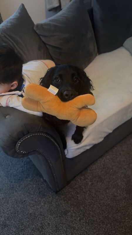 Black cocker spainel - Image 4 of 4