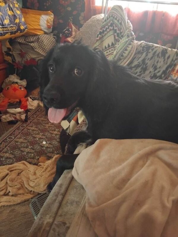 Black Cocker Spaniel looking for a new home