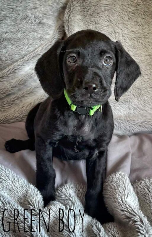 Black Labrador. Cocker spaniel. Cockerdor. Puppies puppy pup