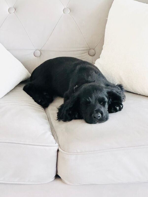 Cocker Spaniel puppies for sale in Ottery St Mary, Devon – KC registered, 9 weeks old