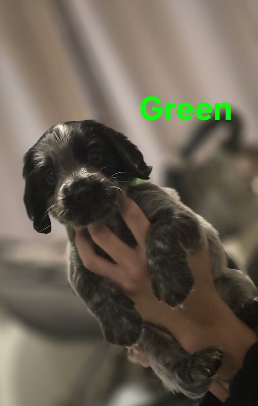 Cocker Spaniel puppies for sale in Ely, Cambridgeshire – 5 weeks old