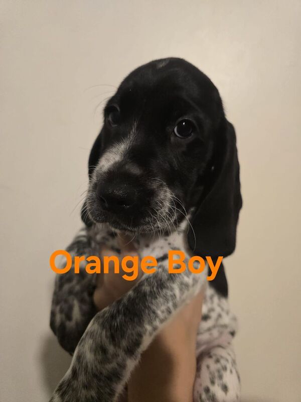 Cocker Spaniel puppies for sale in Ely, Cambridgeshire – 3 weeks old
