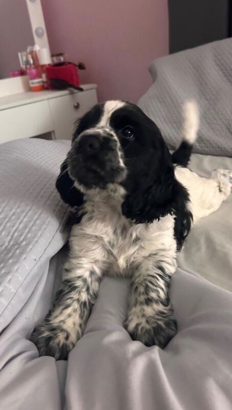 Blue roan Cocker Spaniel pup