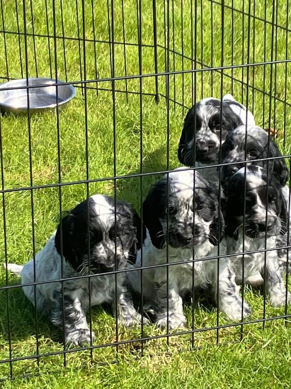 Blue Roan Cocker Spaniel Pups for sale in Coleraine, County Londonderry