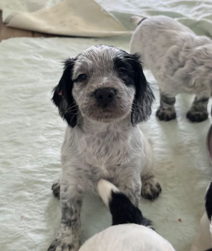 Blue Roan and Black and White Health Tested Parents - Image 6 of 15