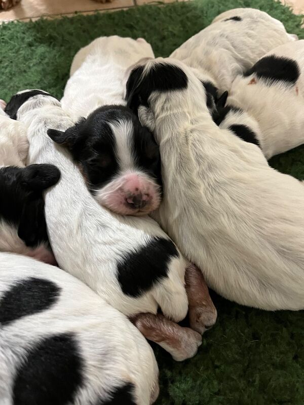Blue Roan and Black and White Health Tested Parents - Image 14 of 15