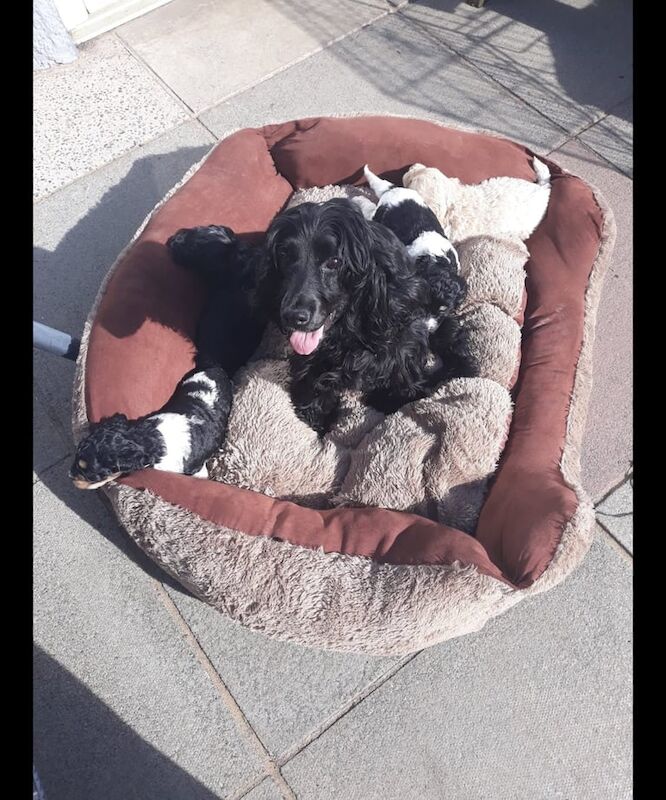 Blue roan show cocker spaniel puppy for sale in Dundee, City of Dundee