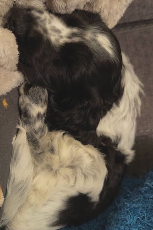 Blue roan show cocker spaniel puppy for sale in Dundee, City of Dundee | Image 3