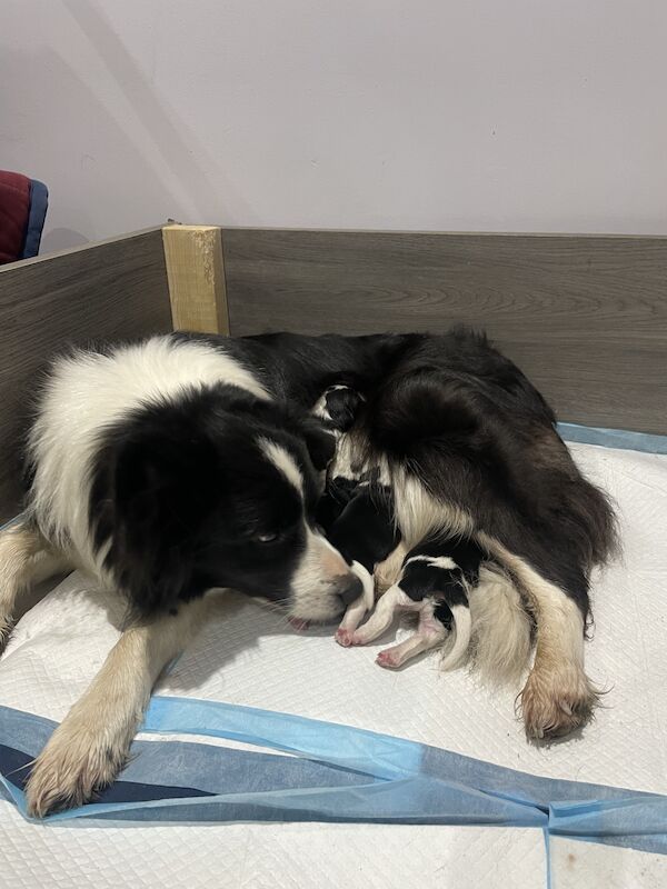 Border collie cross Cocker Spaniel puppies - Image 2 of 3
