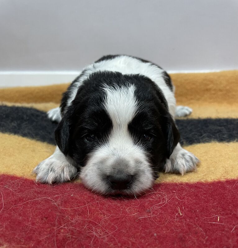 Border collie cross Cocker Spaniel puppies - Image 3 of 3