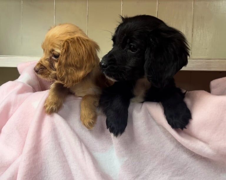 Cocker Spaniel puppies for sale in Baglan, West Glamorgan – 1 year old - Image 2 of 3