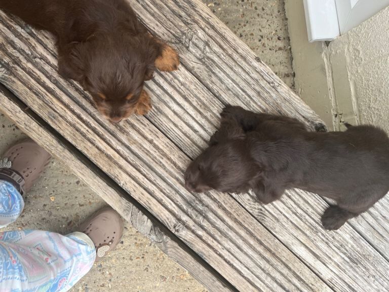 Cocker Spaniel Puppies For Sale Under £1,000