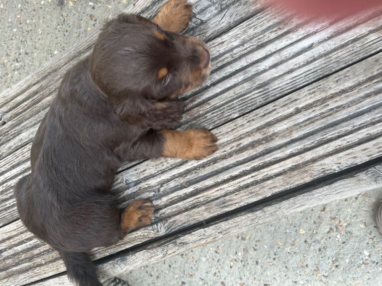 Boy puppi - Image 3 of 4