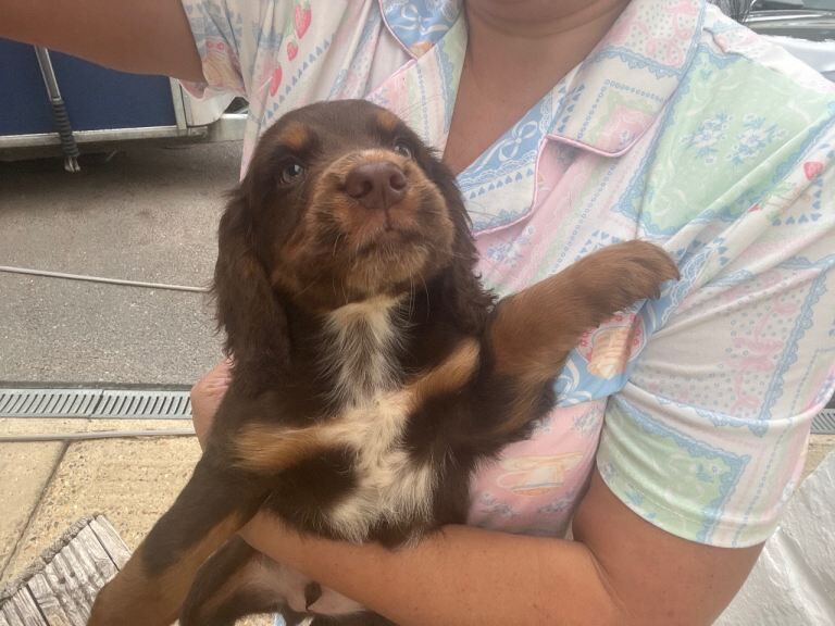 Boy puppi - Image 4 of 4