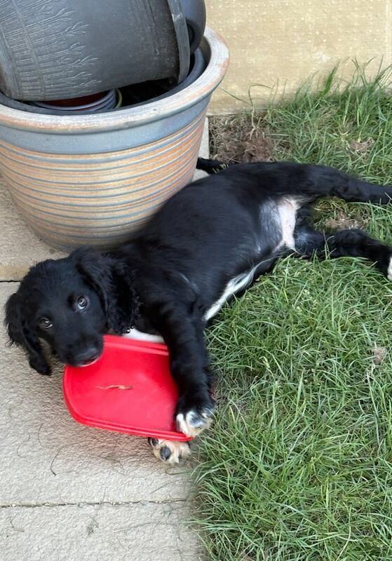 Boy Spaniel/Cockapoo Pups for sale in Middleton St George, Durham