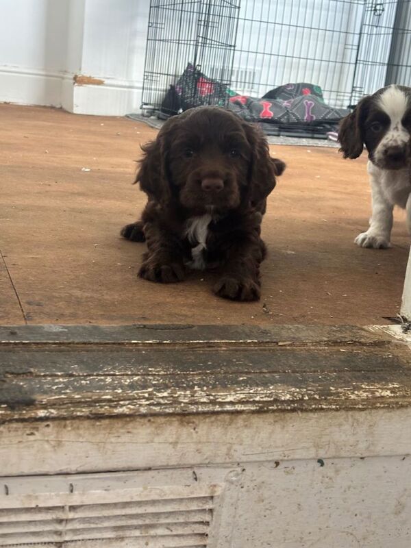 Cocker Spaniel Puppies For Sale