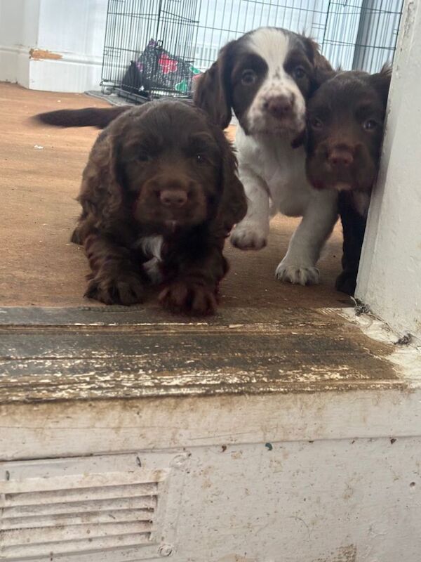 Boy sprocker spaniel pup - Image 2 of 6
