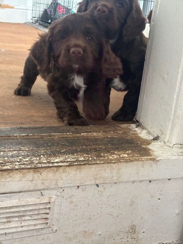 Boy sprocker spaniel pup - Image 3 of 6
