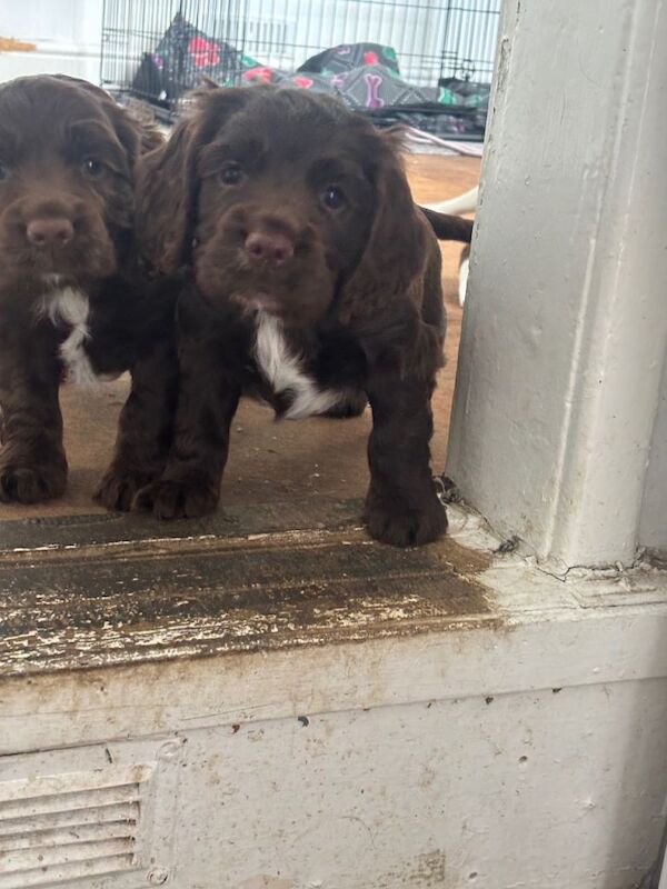 Boy sprocker spaniel pup - Image 4 of 6