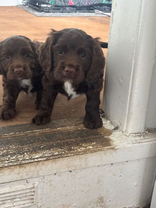 Boy sprocker spaniel pup - Image 5 of 6